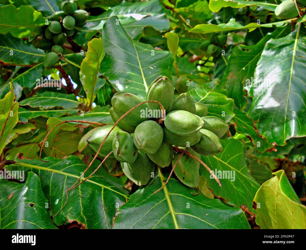 Malabar almond fruits on tree (Terminalia catappa) Stock Photo