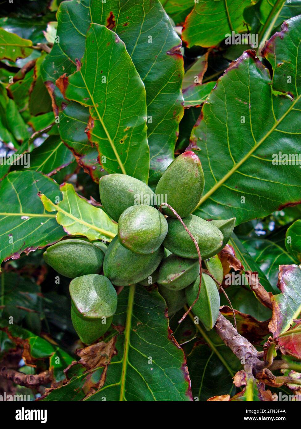 Malabar almond fruits on tree (Terminalia catappa Stock Photo Alamy