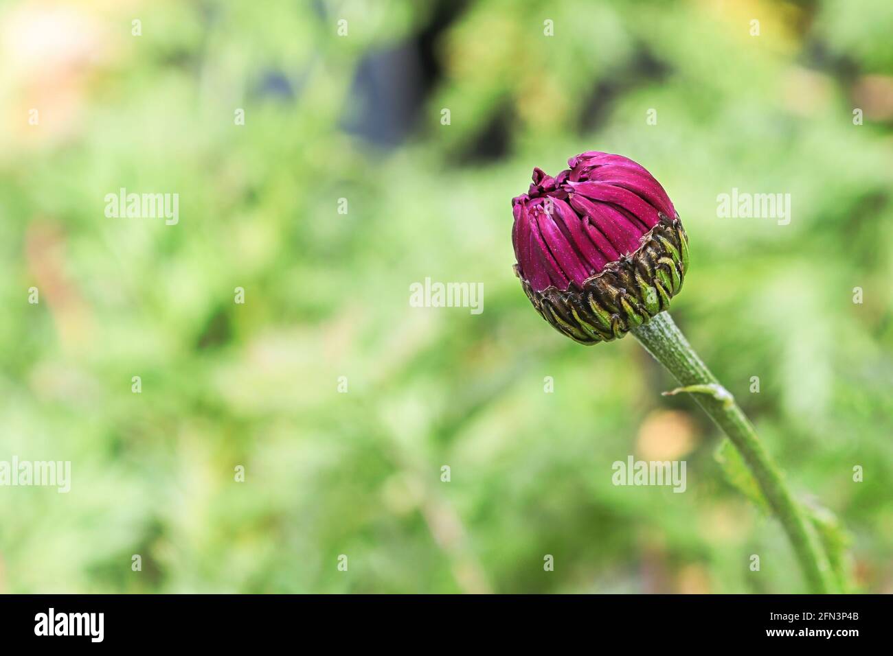 Macro background of a painted daisy flower bud Stock Photo