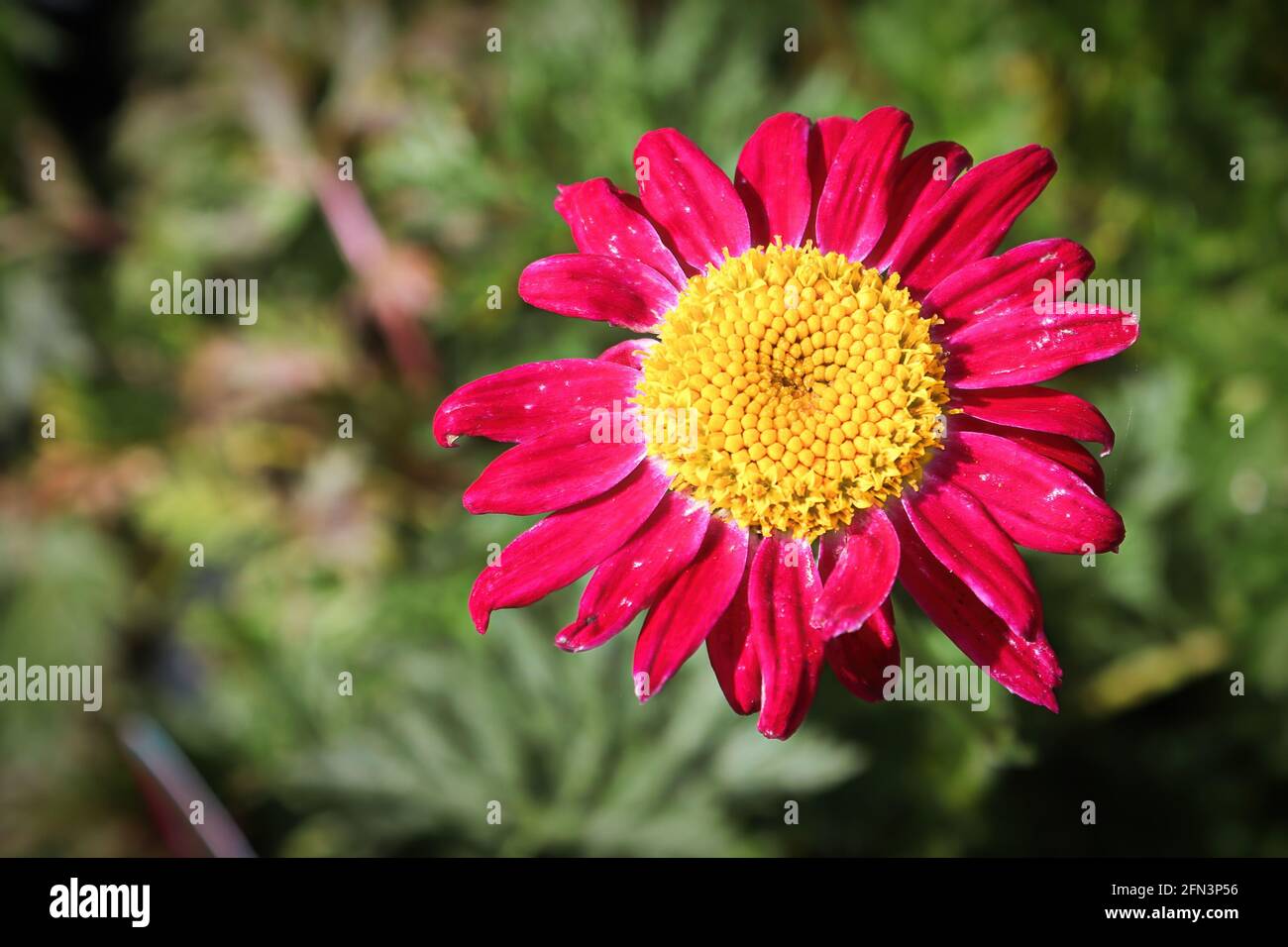 Background of a painted daisy flower bloom Stock Photo