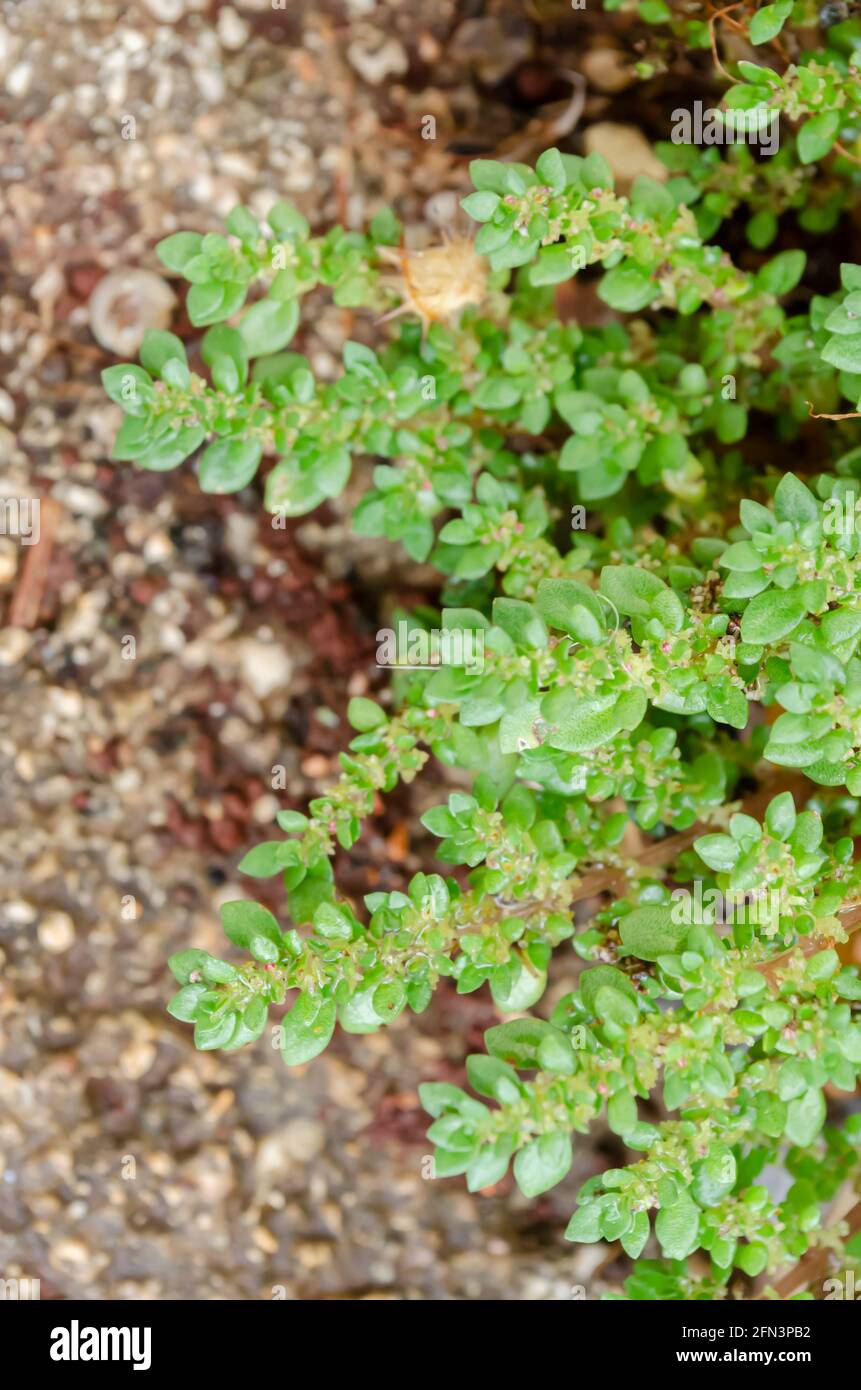 Growing Pilea Microphylla Plant Stock Photo