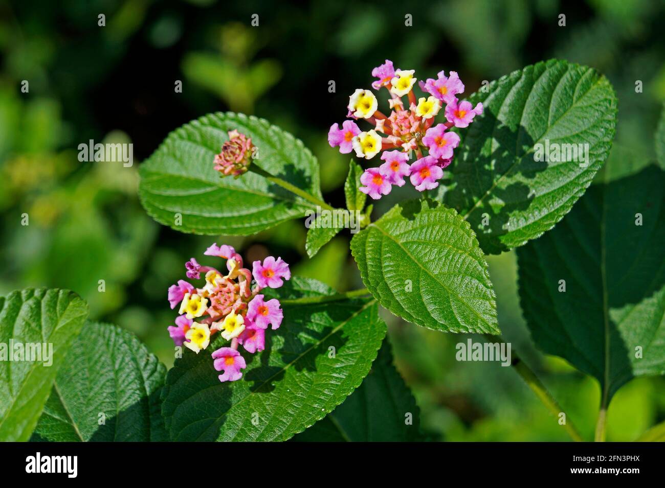 Wild-sage flowers (Lantana camara) on garden Stock Photo