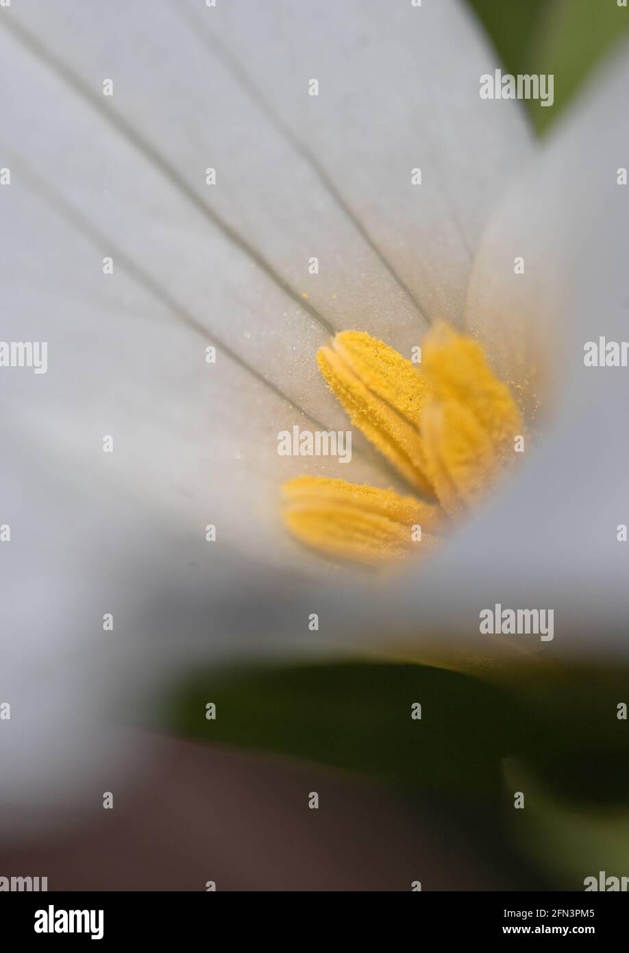 An Ontario white trillium blooming in spring Stock Photo