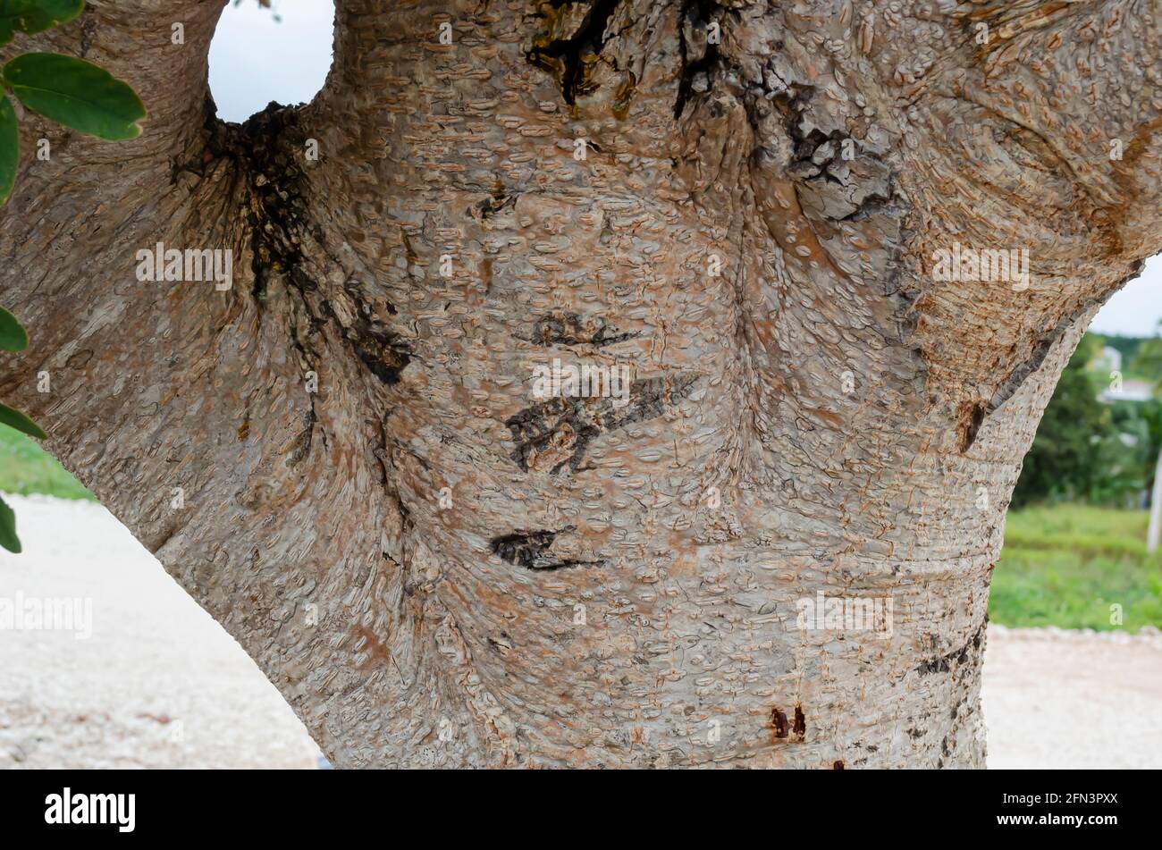 Bark Of The Albizia Lebbeck Tree Stock Photo