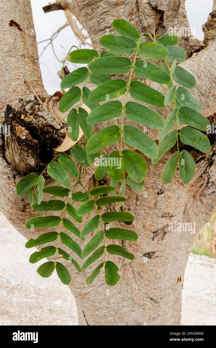 Leaves And Bark Of Albizia Lebbeck (L) Benth Tree Stock Photo