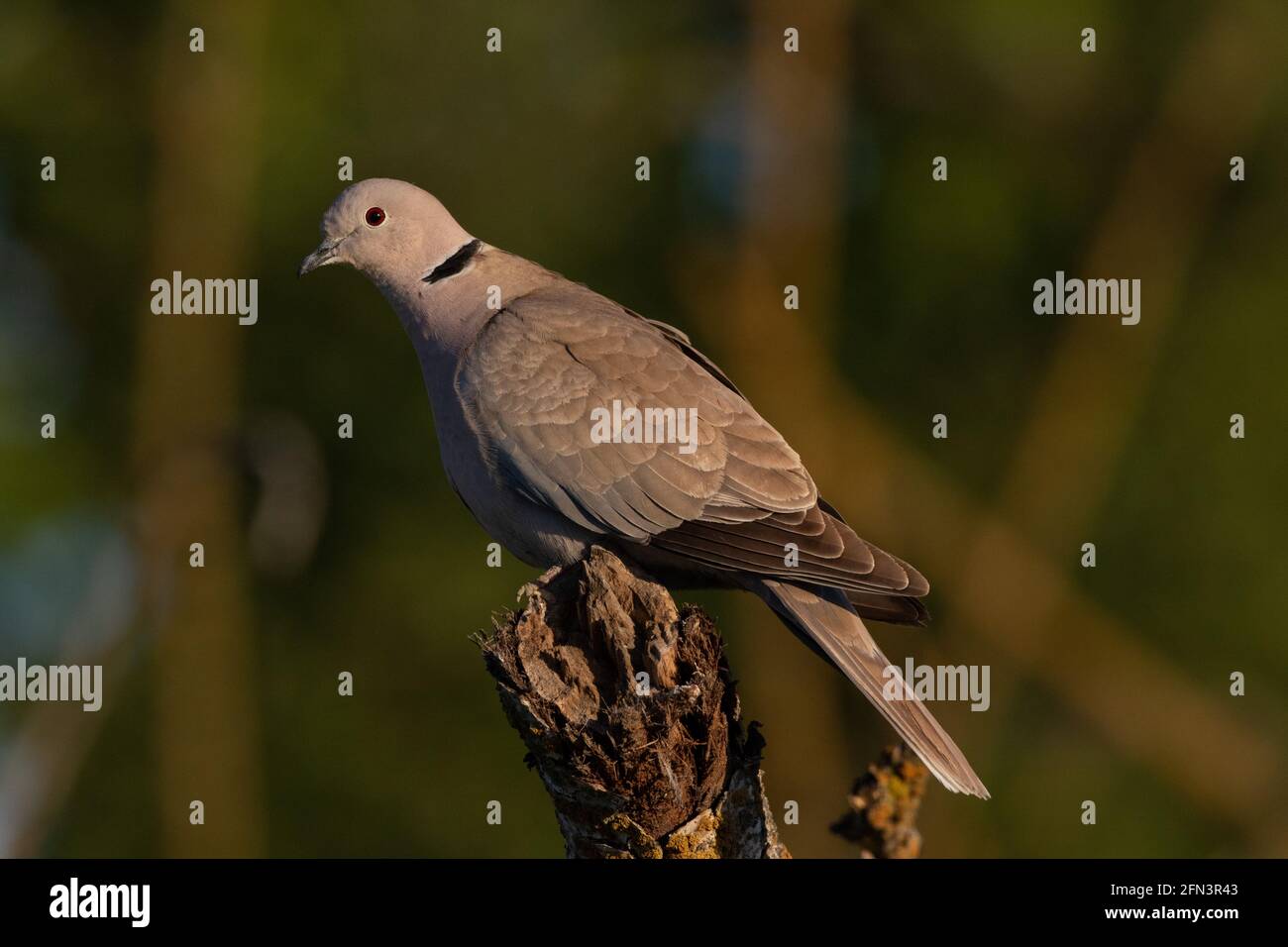 Eurasian Collared Dove, Streptopelia decaocto, perched in backyard environment in California's