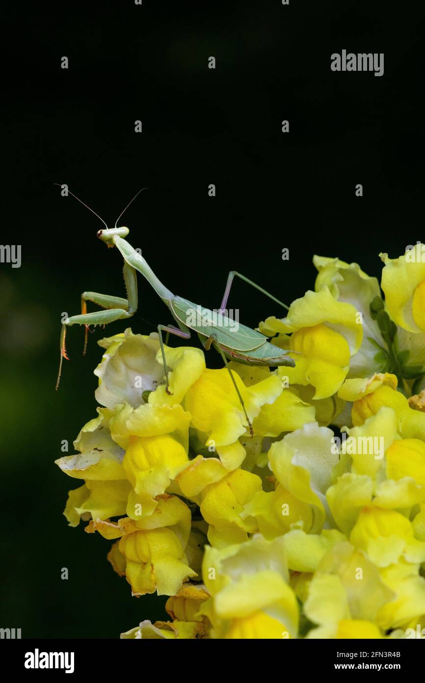 Praying Mantis, beneficial, predatory insect poses on snapdragon
