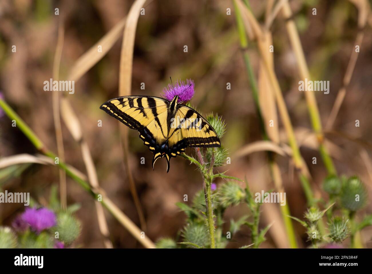 Western Tiger Swallowtail Butterfly feeding on exotic thistle blossom, San Joaquin Valley, Stanislaus County, California Stock Photo