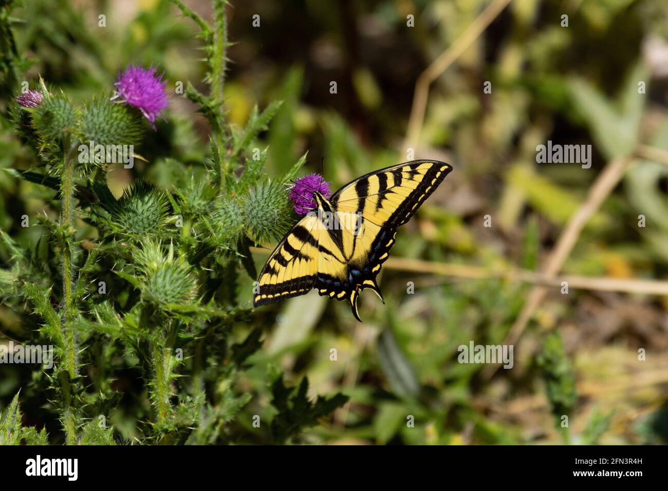 Western Tiger Swallowtail butterfly feeds on invasive thistle blossom, San Joaquin Valley, Merced County, California Stock Photo