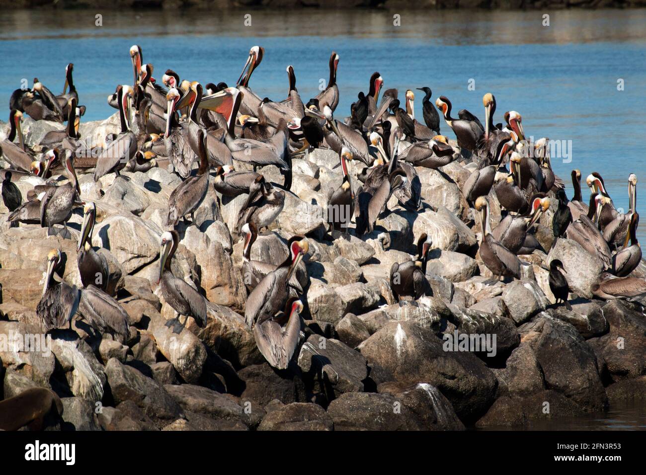 Brown Pelicans, Pelecanus occidentalis, and Brandt's Cormorants, Phalacrocorax penicillatus, loafing on rock jetty at Moss Landing Harbor, California Stock Photo
