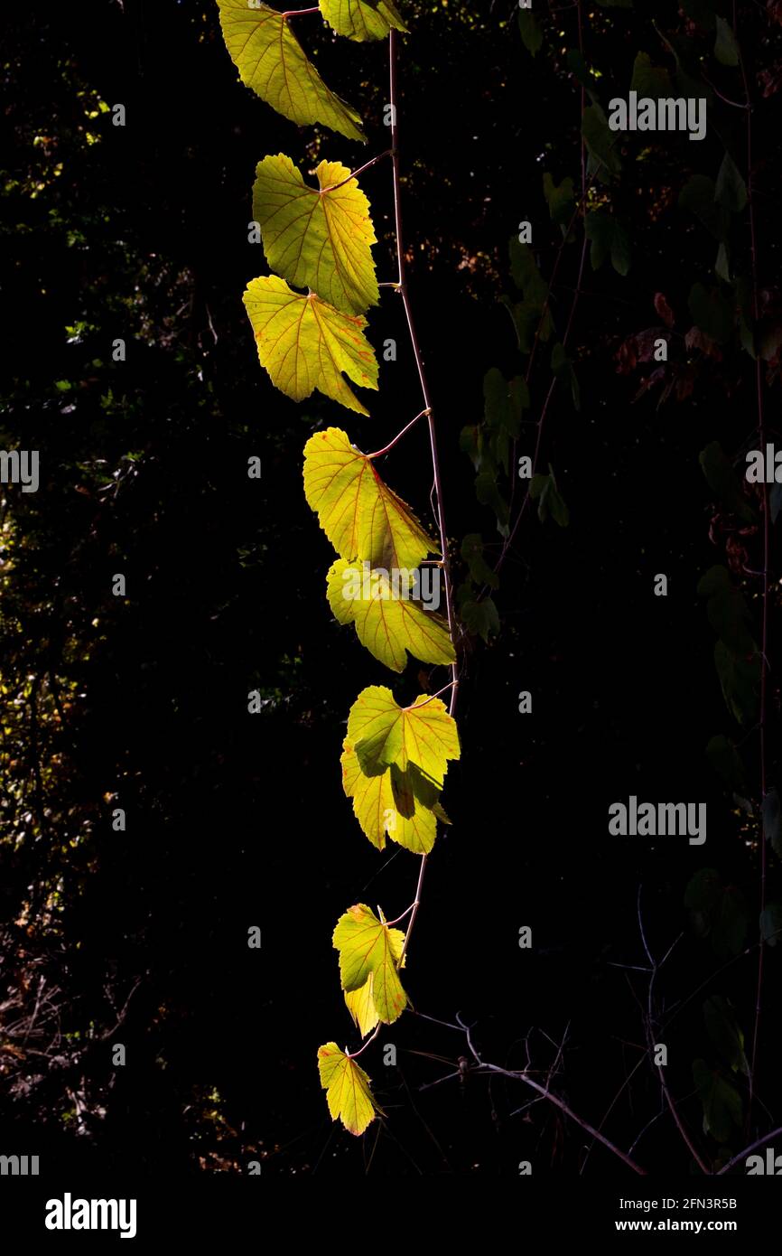 Native california plants hires stock photography and images Alamy