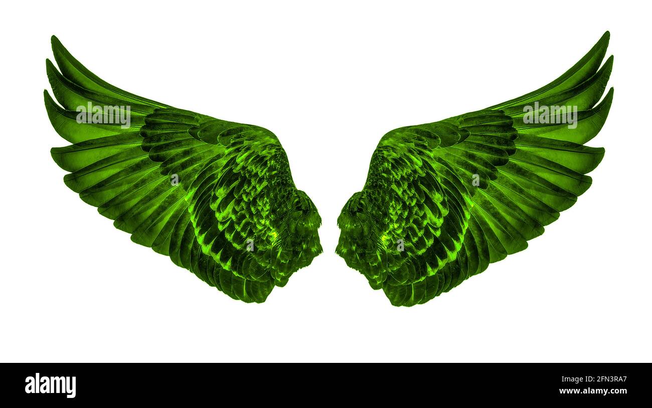Wings of birds isolated on white background Stock Photo - Alamy
