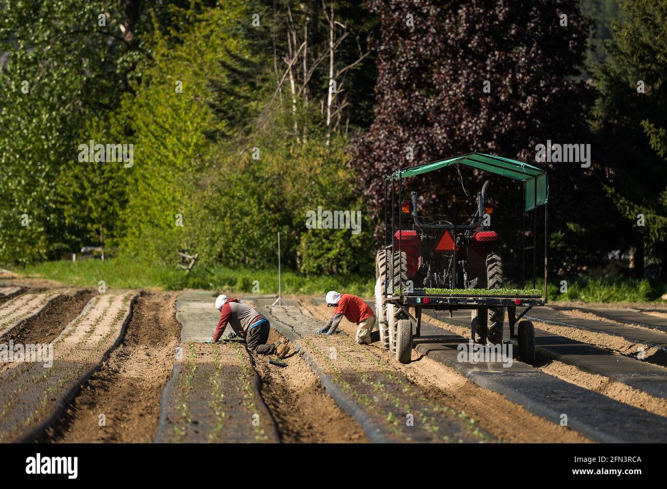 Jamaican agricultural guest workers plant vegetable seedlings on a Canadian organic farm Stock