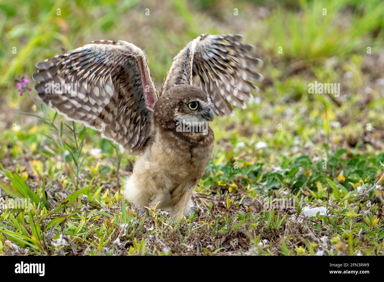 Cape Coral, Florida, USA. 15th Mar, 2019. A Burrowing Owl is seen in