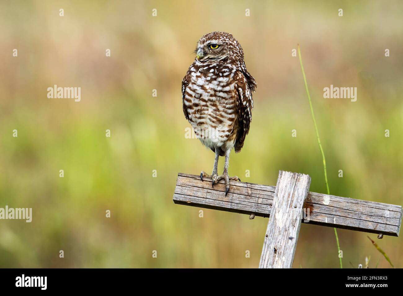 Cape Coral, Florida, USA. 15th Mar, 2019. A Burrowing Owl is seen in