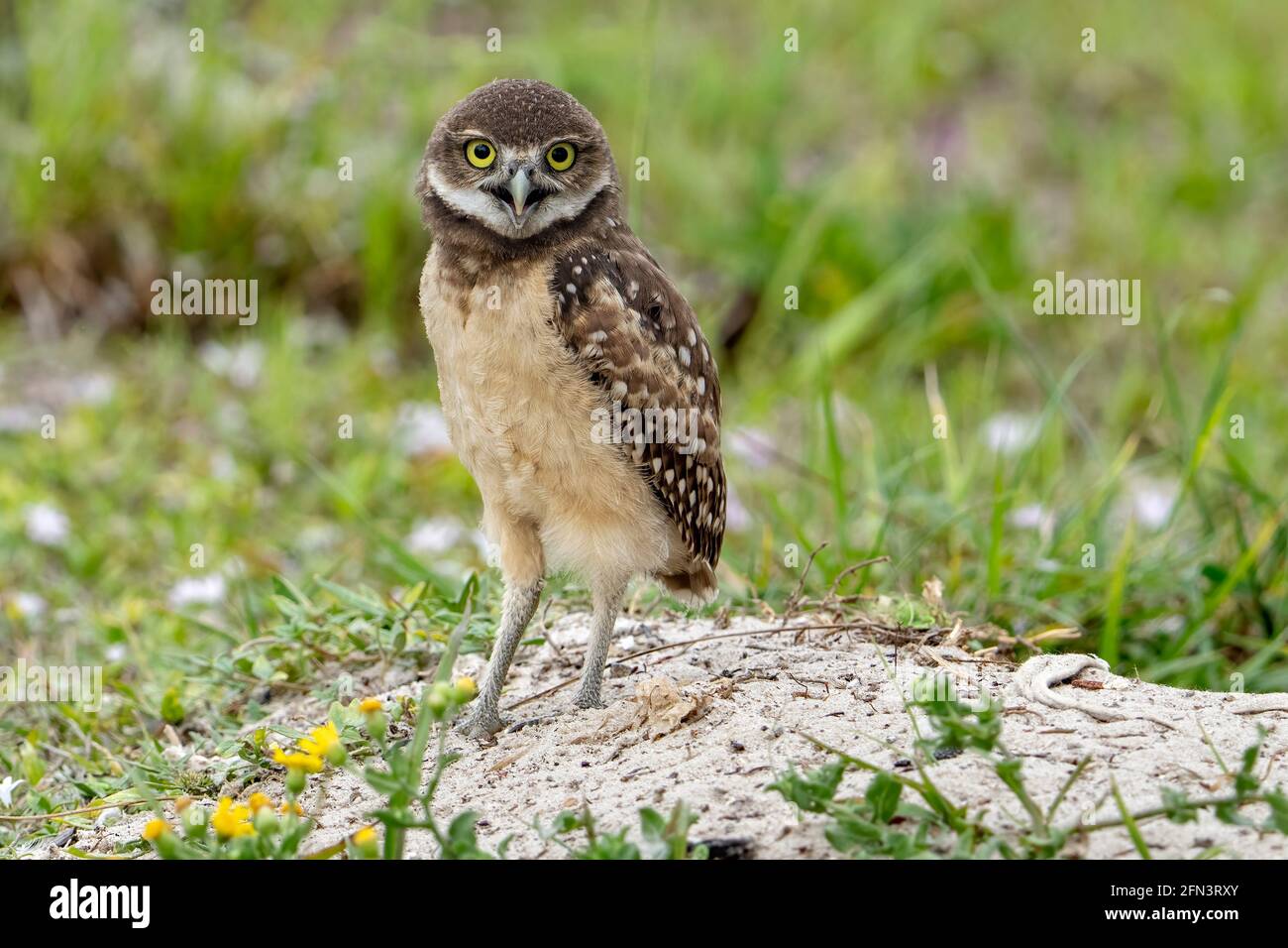 Cape Coral, Florida, USA. 15th Mar, 2019. A Burrowing Owl is seen in