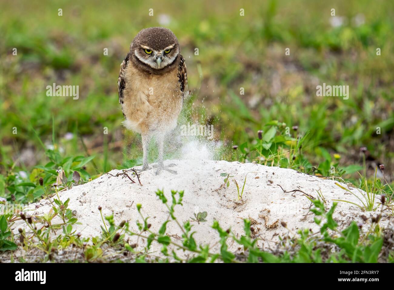 Cape Coral, Florida, USA. 15th Mar, 2019. A Burrowing Owl is seen in