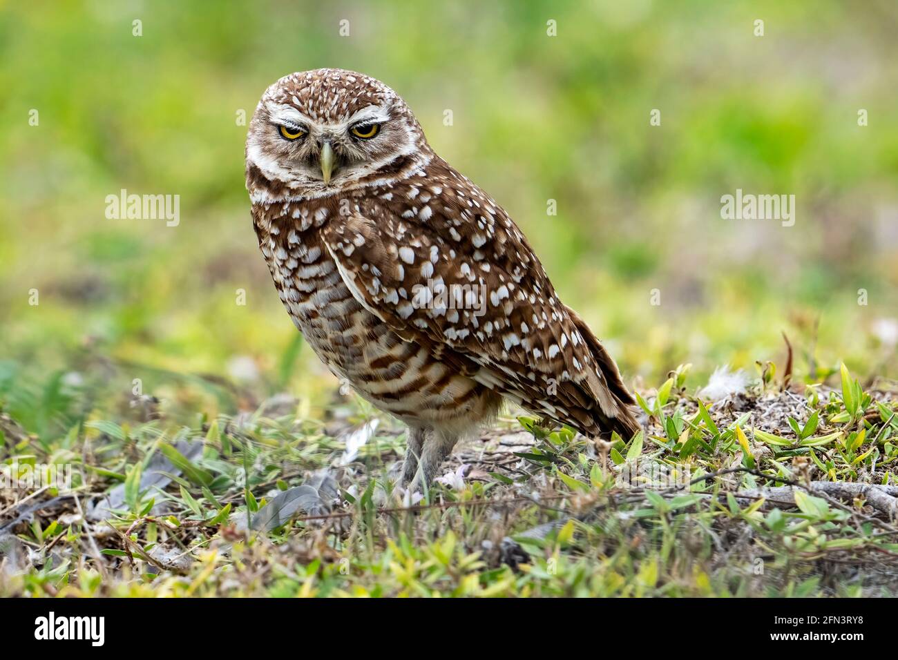 Cape Coral, Florida, USA. 15th Mar, 2019. A Burrowing Owl is seen in