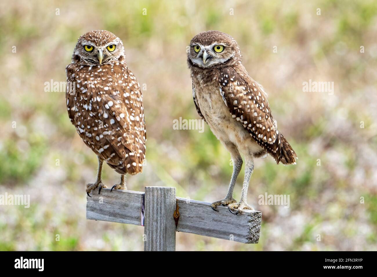 Cape Coral, Florida, USA. 15th Mar, 2019. Burrowing owls seen in Cape