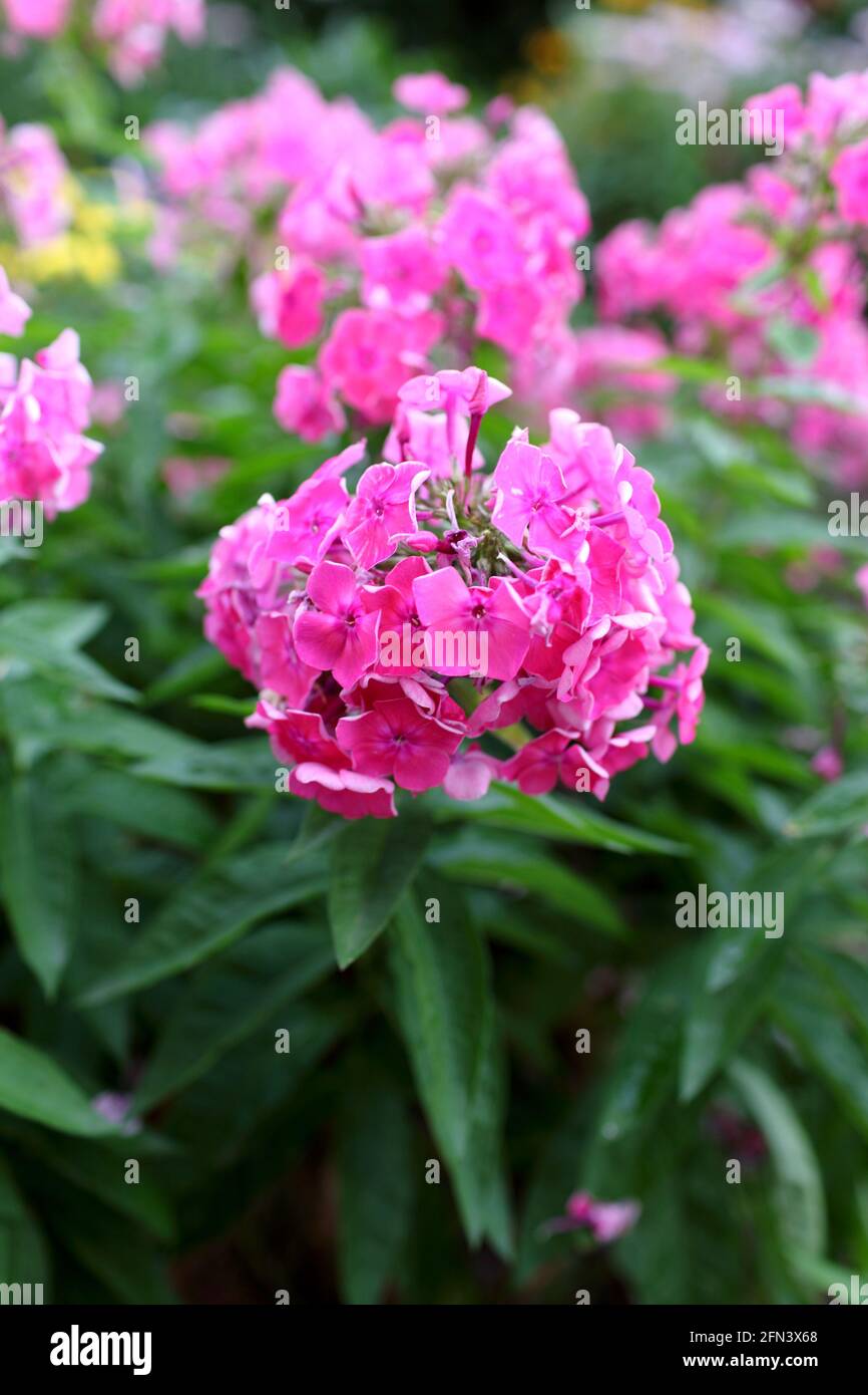 It is garden phlox flowers in a summer garden Stock Photo
