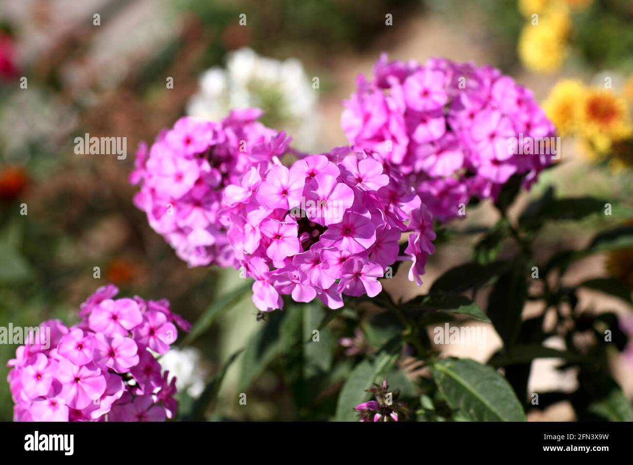Garden phlox is one of the most recognizable and widely grown perennials Stock Photo