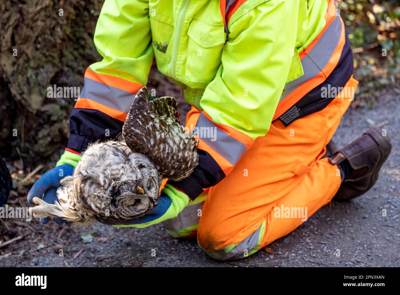 Dead barred owl, suspected rodenticide poisoning. Stock Photo