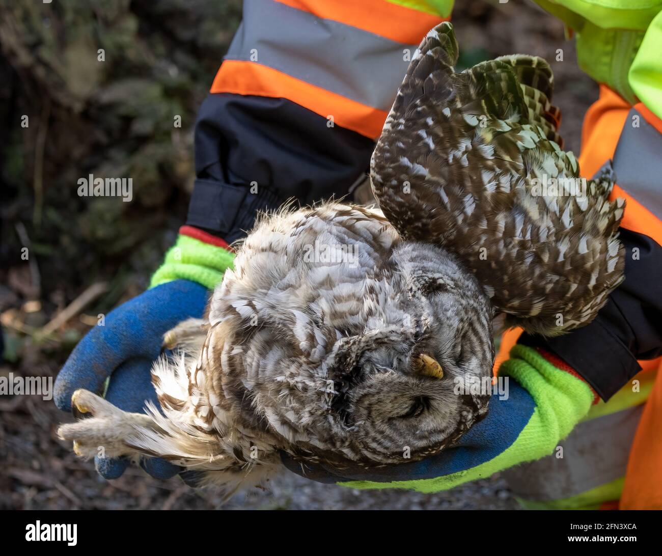 Dead barred owl, suspected rodenticide poisoning. Stock Photo