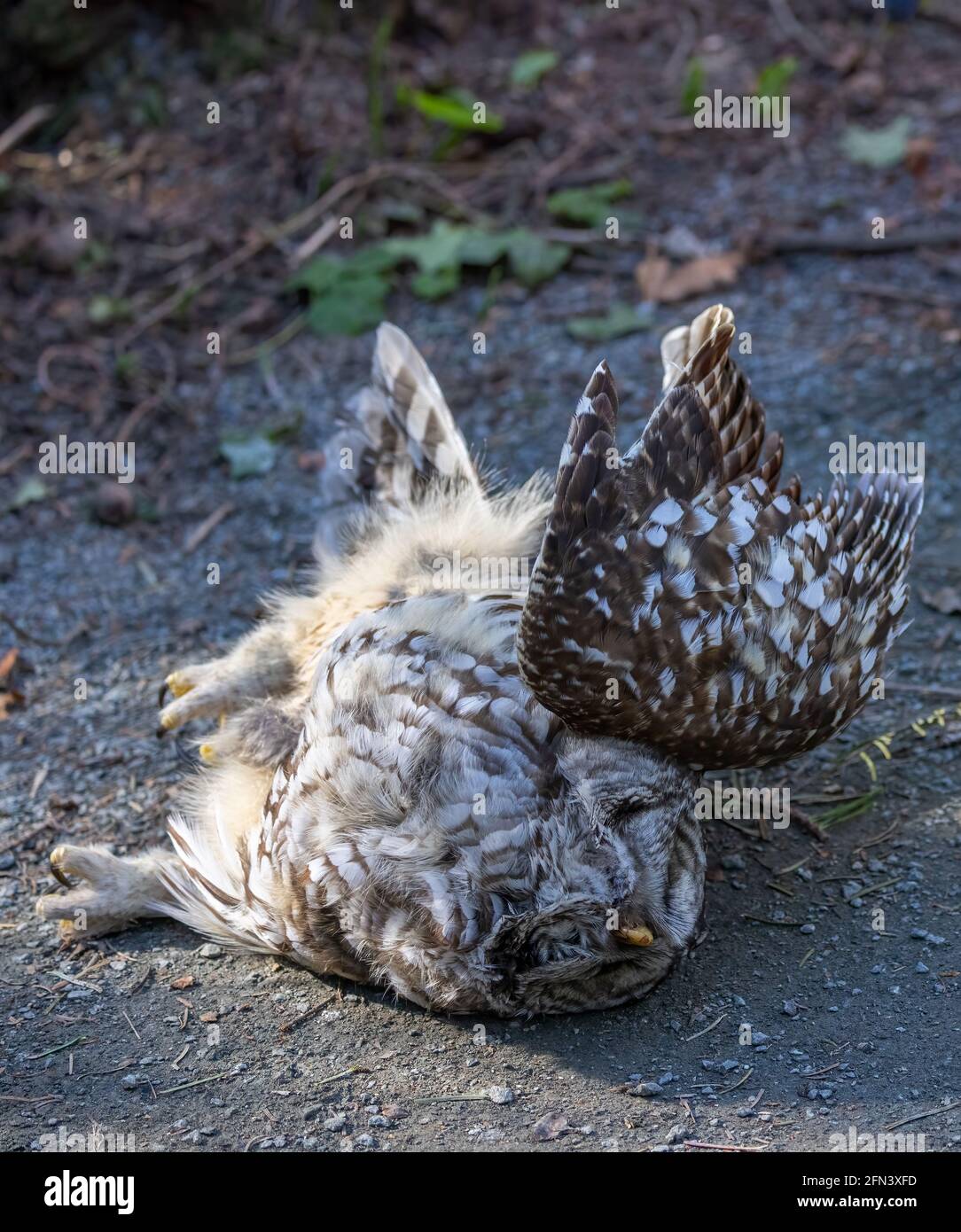 Dead barred owl, suspected rodenticide poisoning. Stock Photo