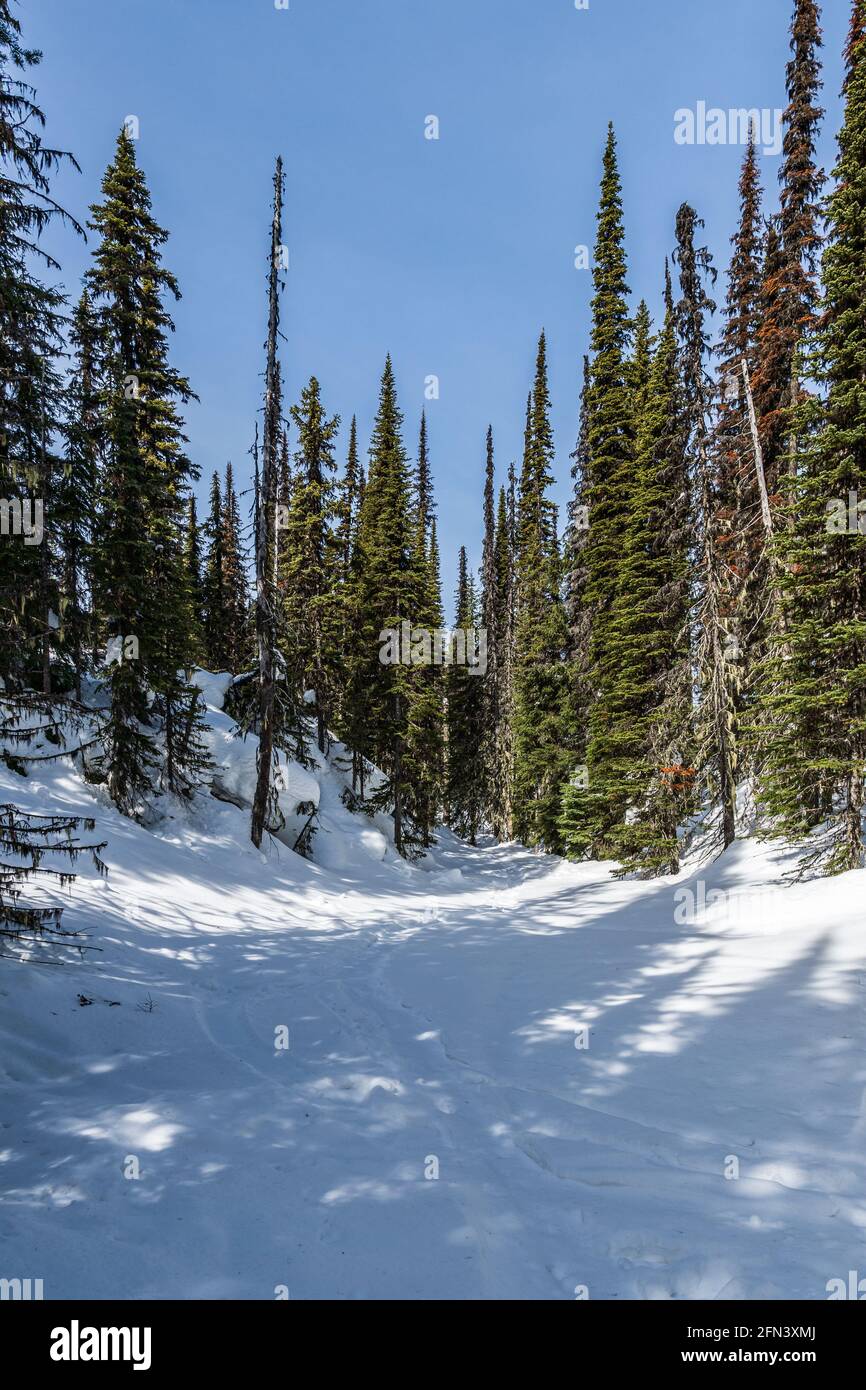 Beautiful winter landscape tall evergreen trees blue clear sky calm nature Stock Photo