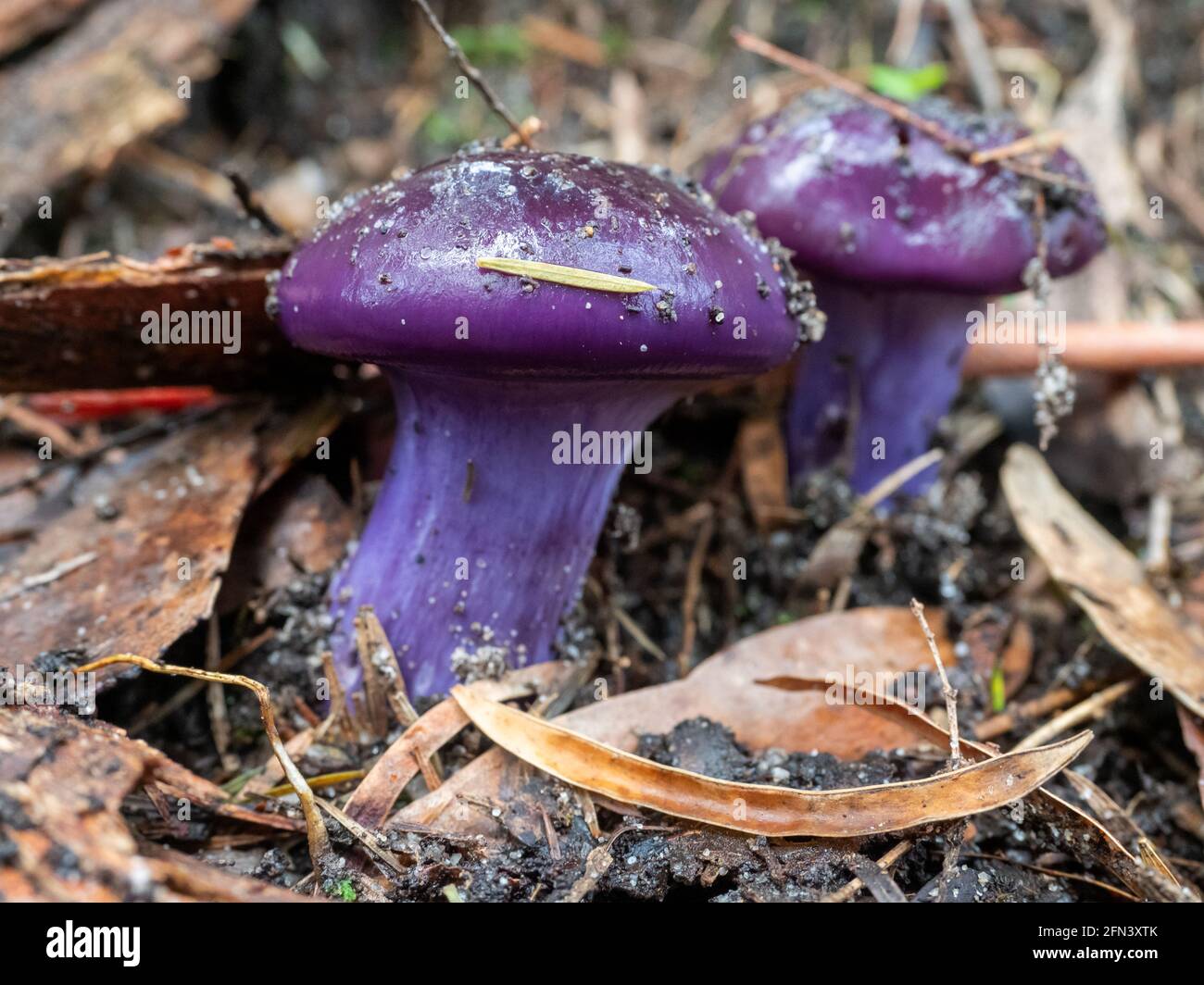 Cortinarius archeri, purple fungi, seen at Wilsons Promontory National Park amongst leaf litter Stock Photo