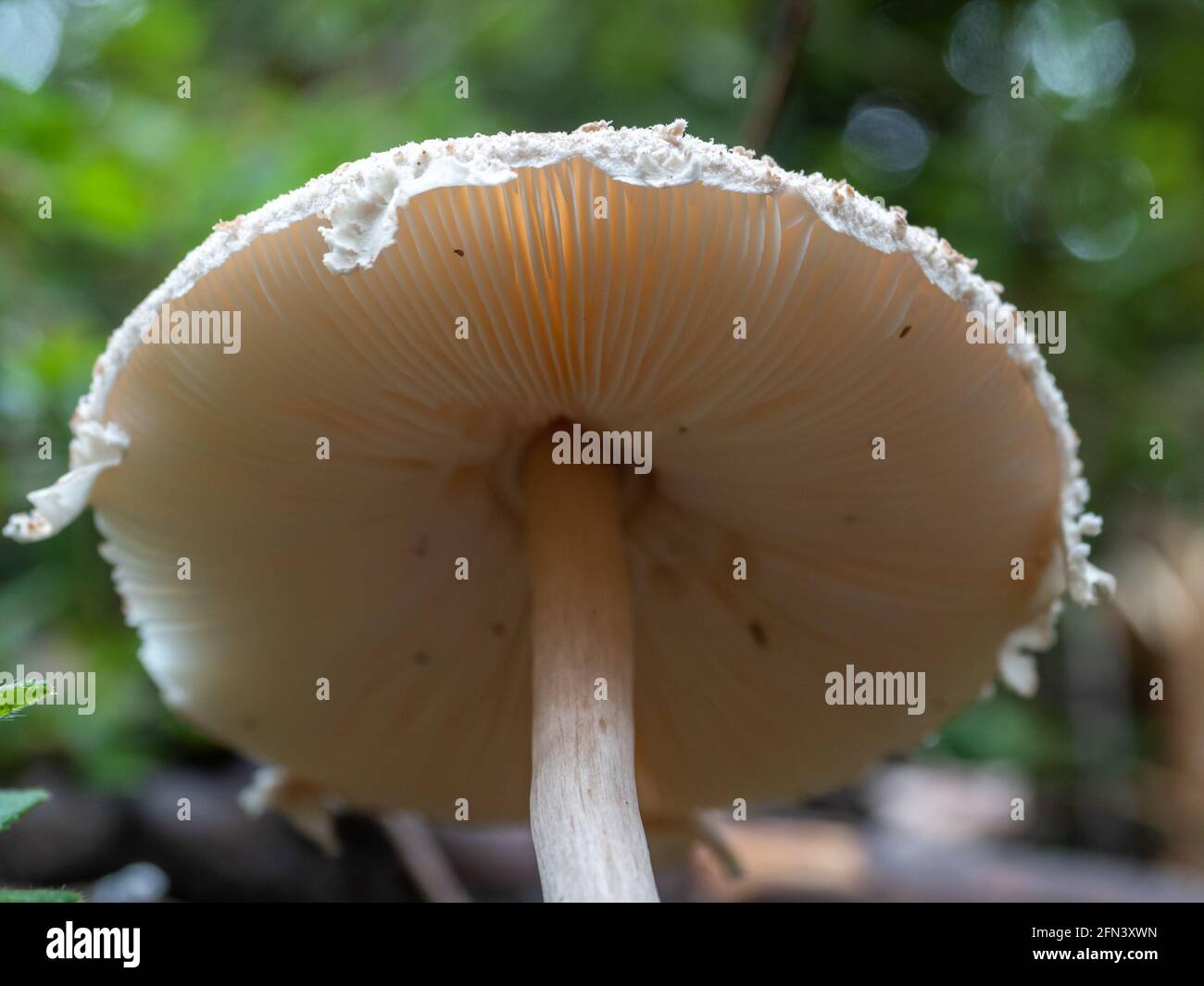 Macrolepiota clelandii, a saprotrophic basidiomycete fungi growing in Wilsons Promontory National Park, Australia Stock Photo
