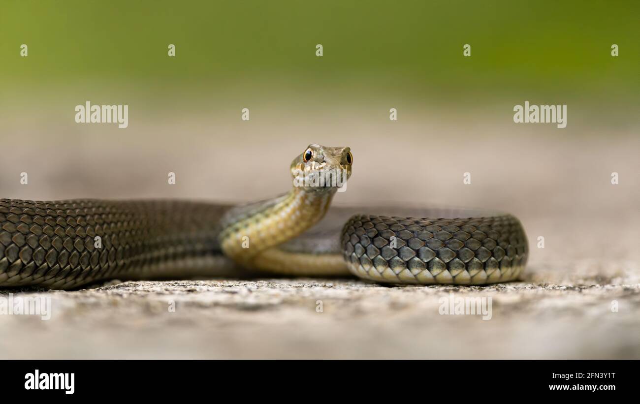 Malpolon monspessulanus, known as the snake from Montpellier, lying on a rock. Isolated on beige-green background Stock Photo