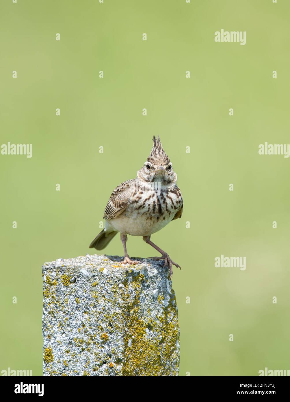 Crested lark (Galerida cristata) on concrete pillar in the summer. The bird is isolated on a light green background Stock Photo