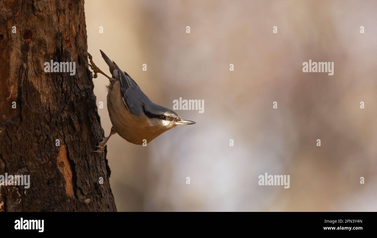 Eurasian nuthatch or wood nuthatch (Sitta europaea) in the usual position, clinging upside down to a branch Stock Photo