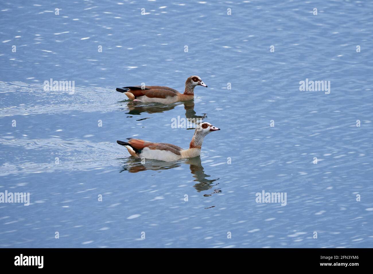 Two Egyptian geese (Alopochen aegyptiaca) swim in the lake with blue water. Stock Photo