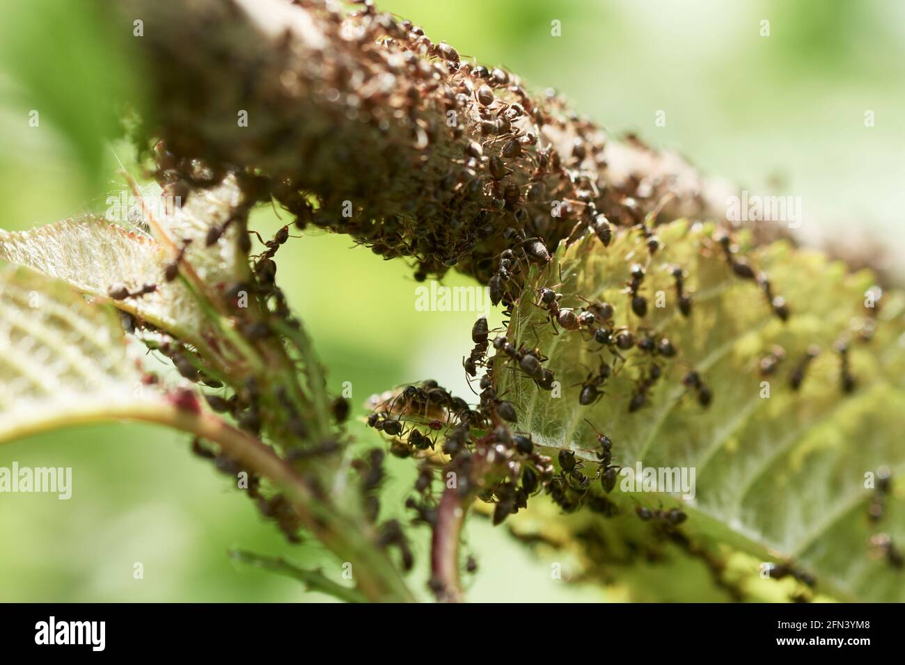 Invasion of black ants crawling on green leaf and branch of a tree in springtime. Stock Photo