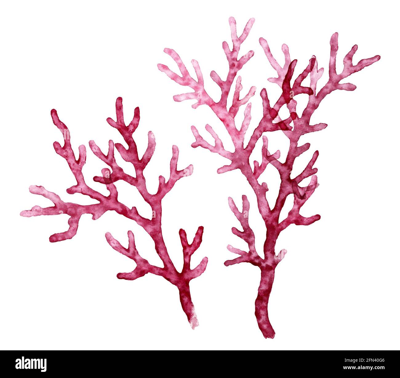 Red Coral Drawing