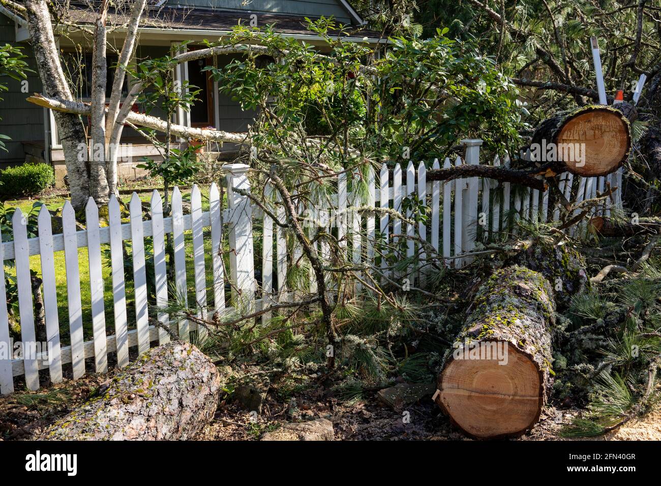 Fallen tree in the front yard of a residential home after storm. The tree has been cut into sections before removal. Stock Photo