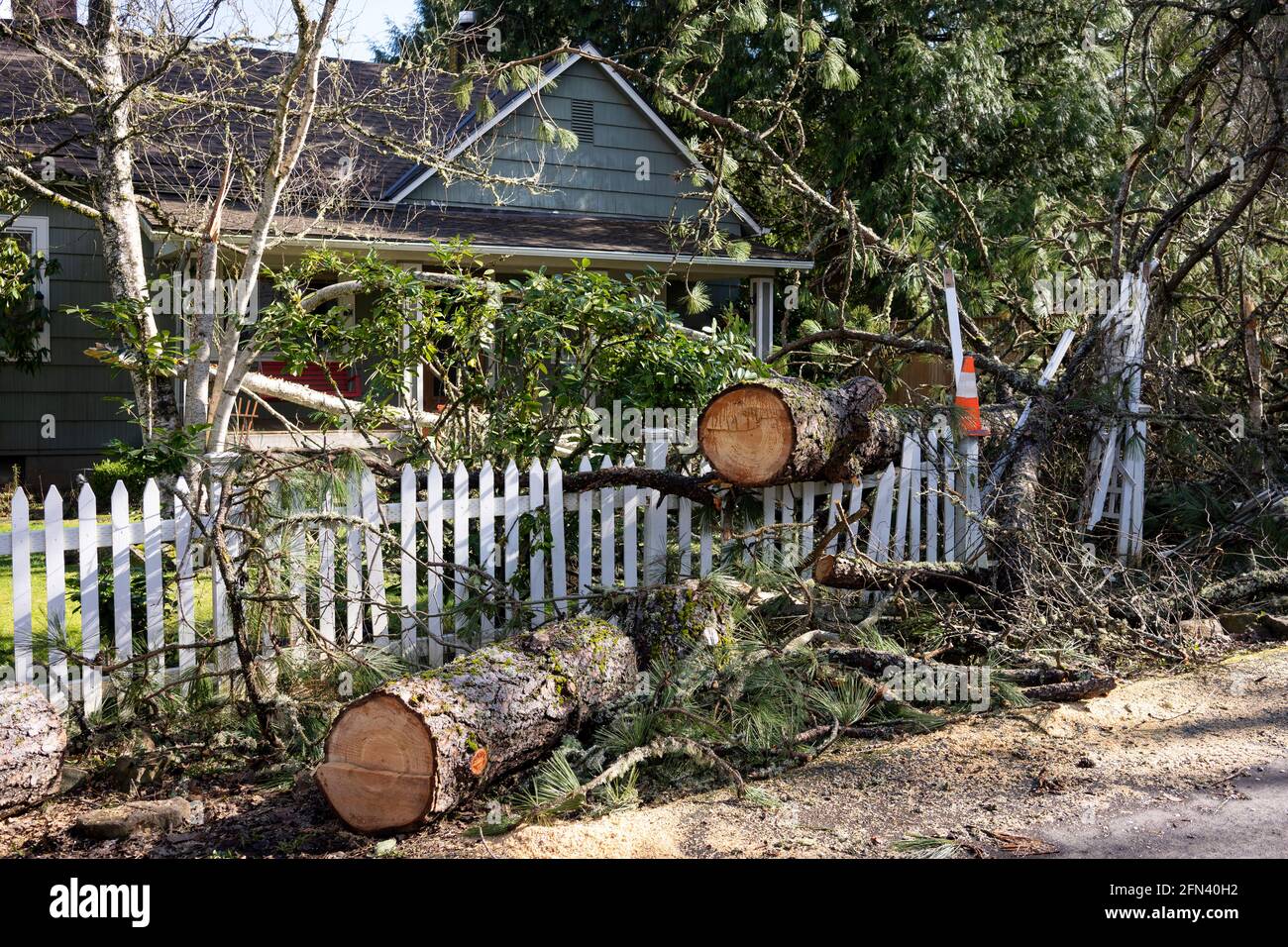 Fallen tree in the front yard of a residential home after storm. The tree has been cut into sections before removal. Stock Photo