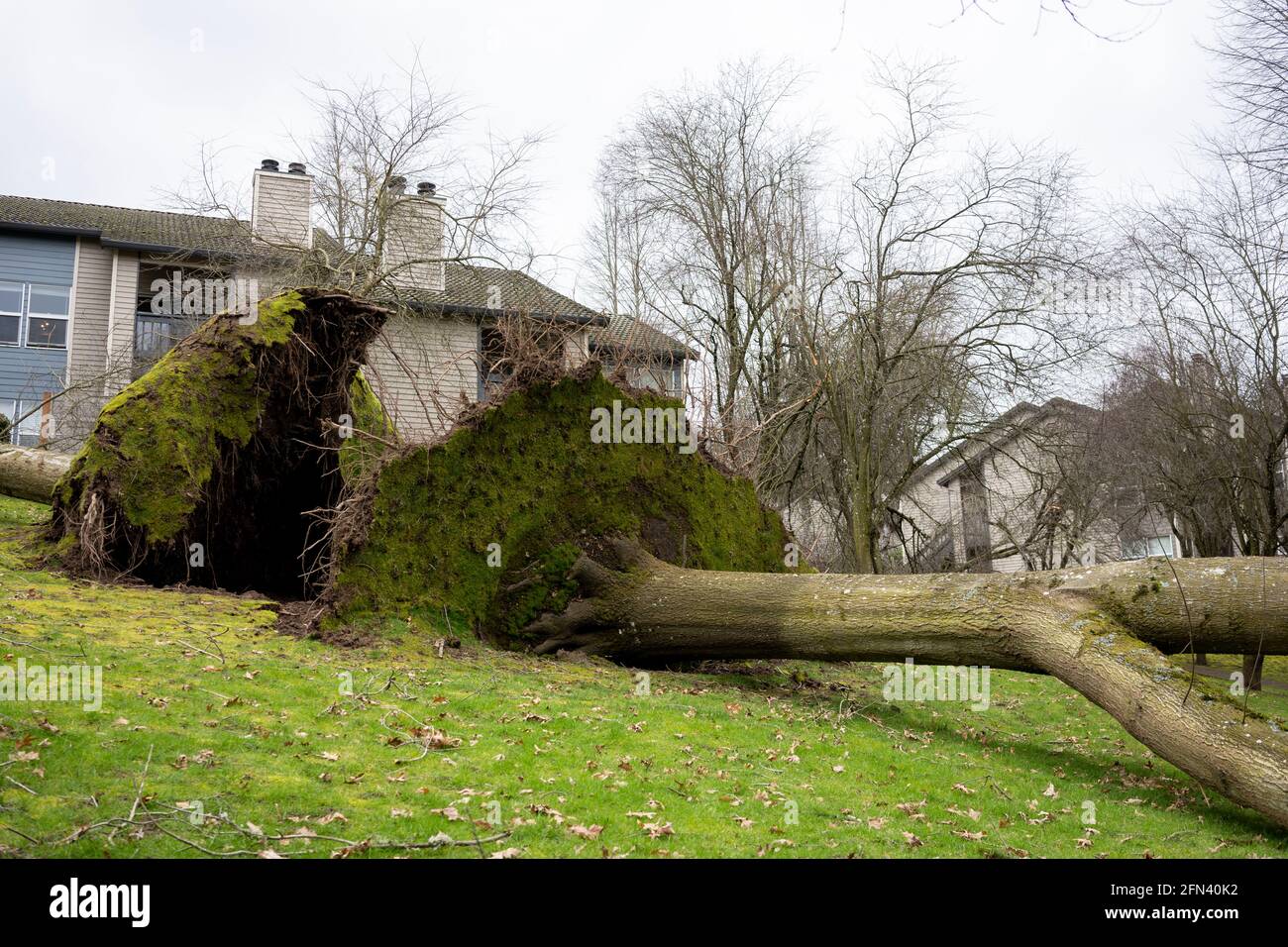 Fallen trees in a residential neighborhood after severe storm Stock ...