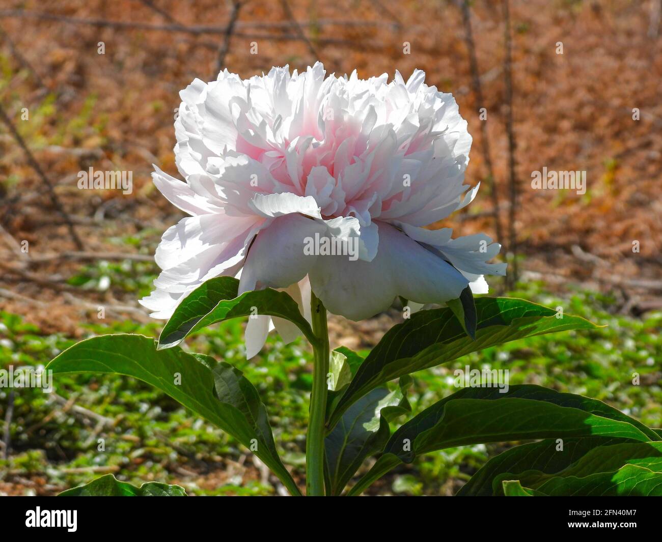 Close-up of pale pink peony head against green foliage background Stock Photo