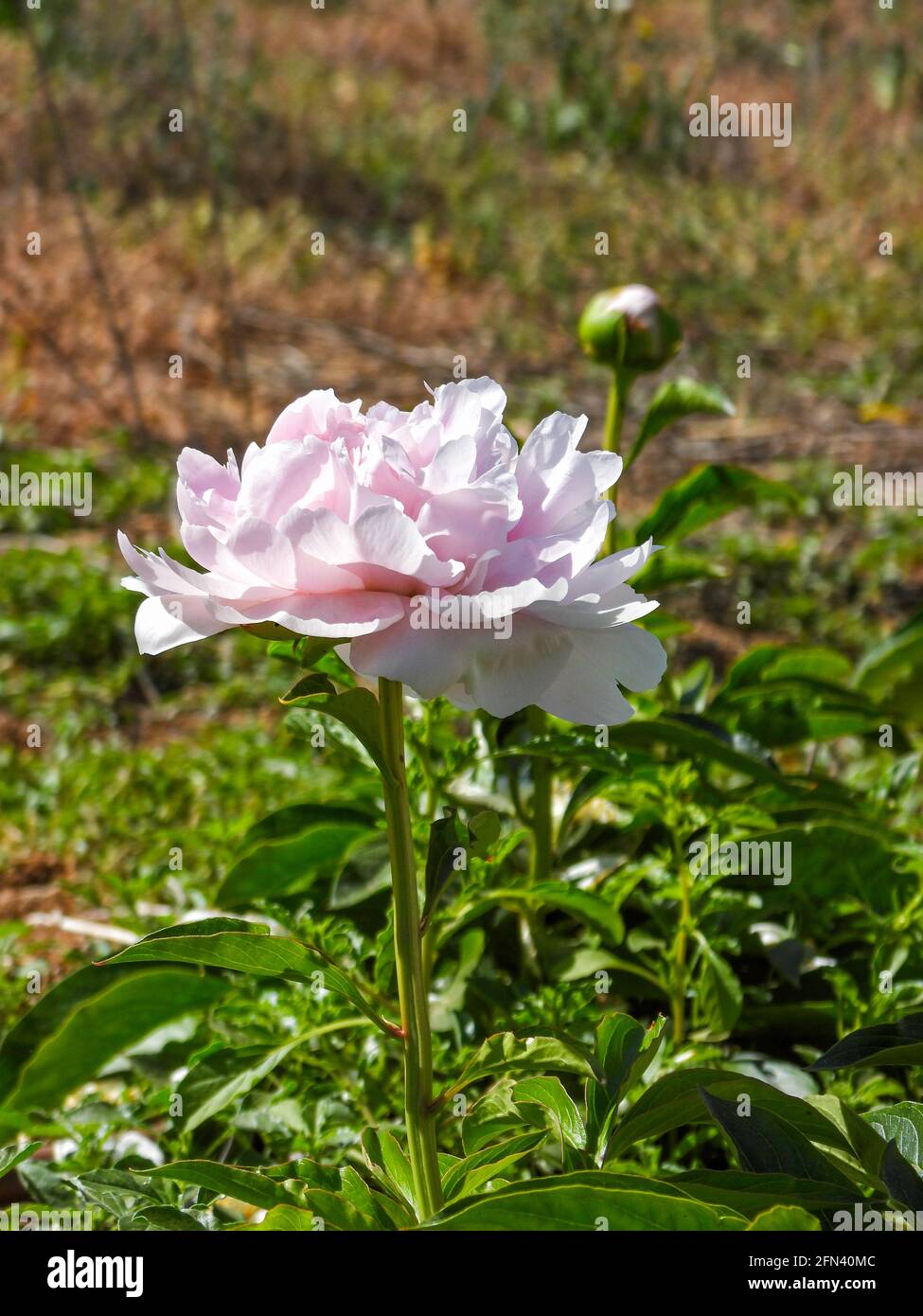 Close-up of pale pink peony head against green foliage background Stock Photo
