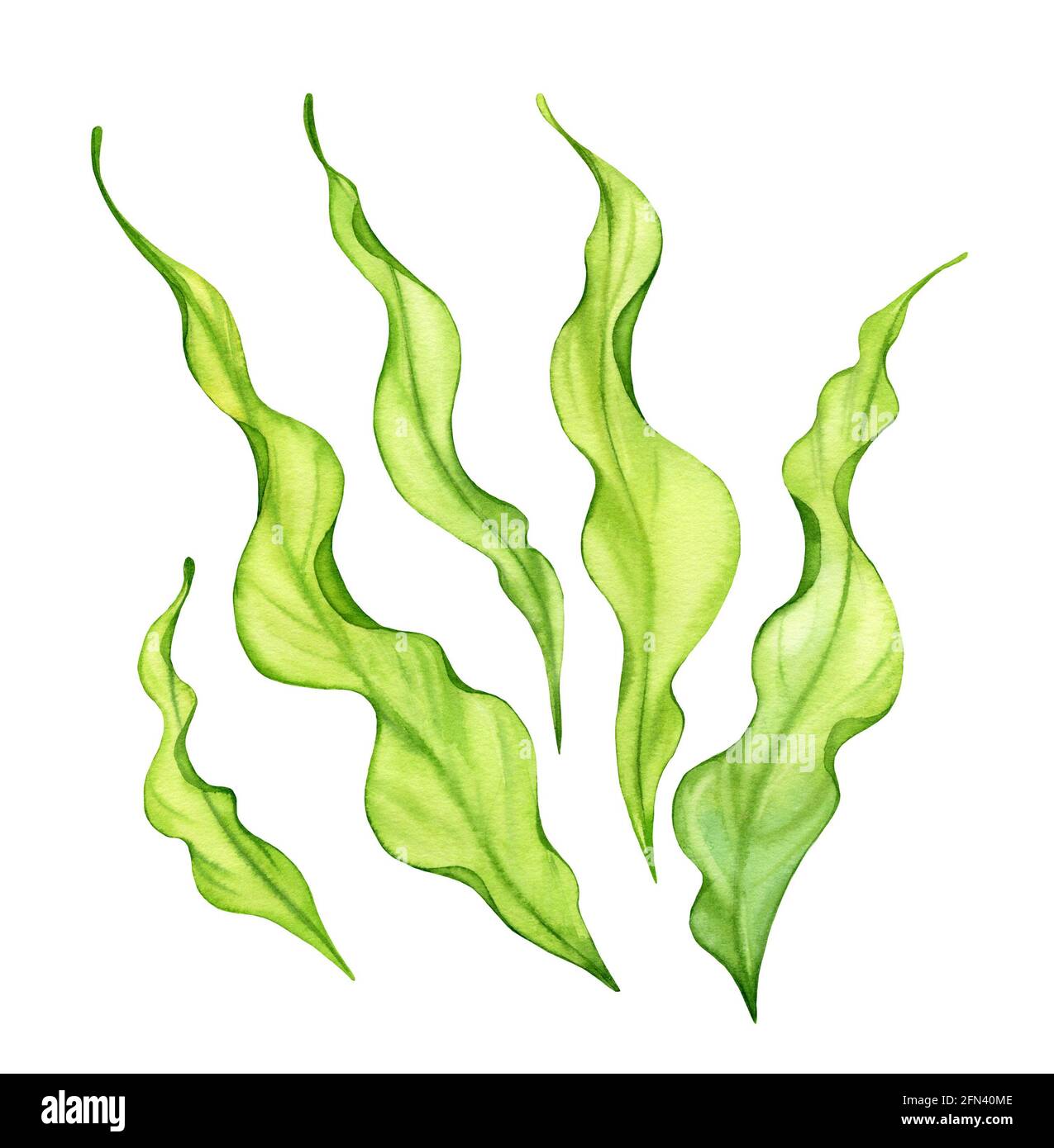 Watercolor green seaweed set. Transparent fresh sea plant isolated on white. Realistic botanical illustrations collection. Hand painted underwater Stock Photo