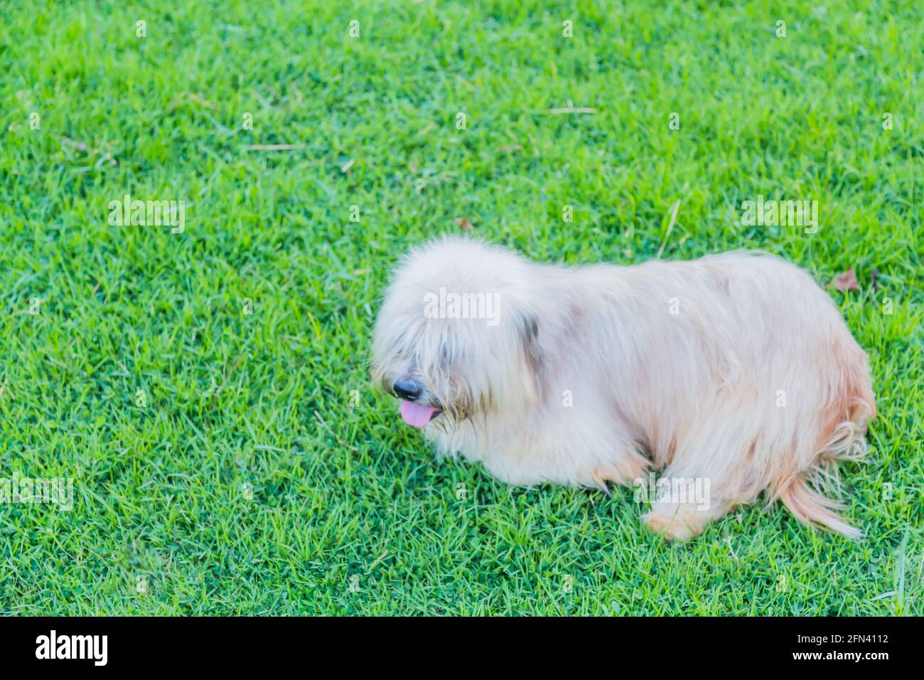 Lonly dog hi-res stock photography and images - Alamy