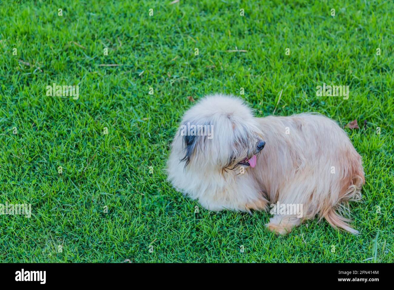 Lonly dog hi-res stock photography and images - Alamy