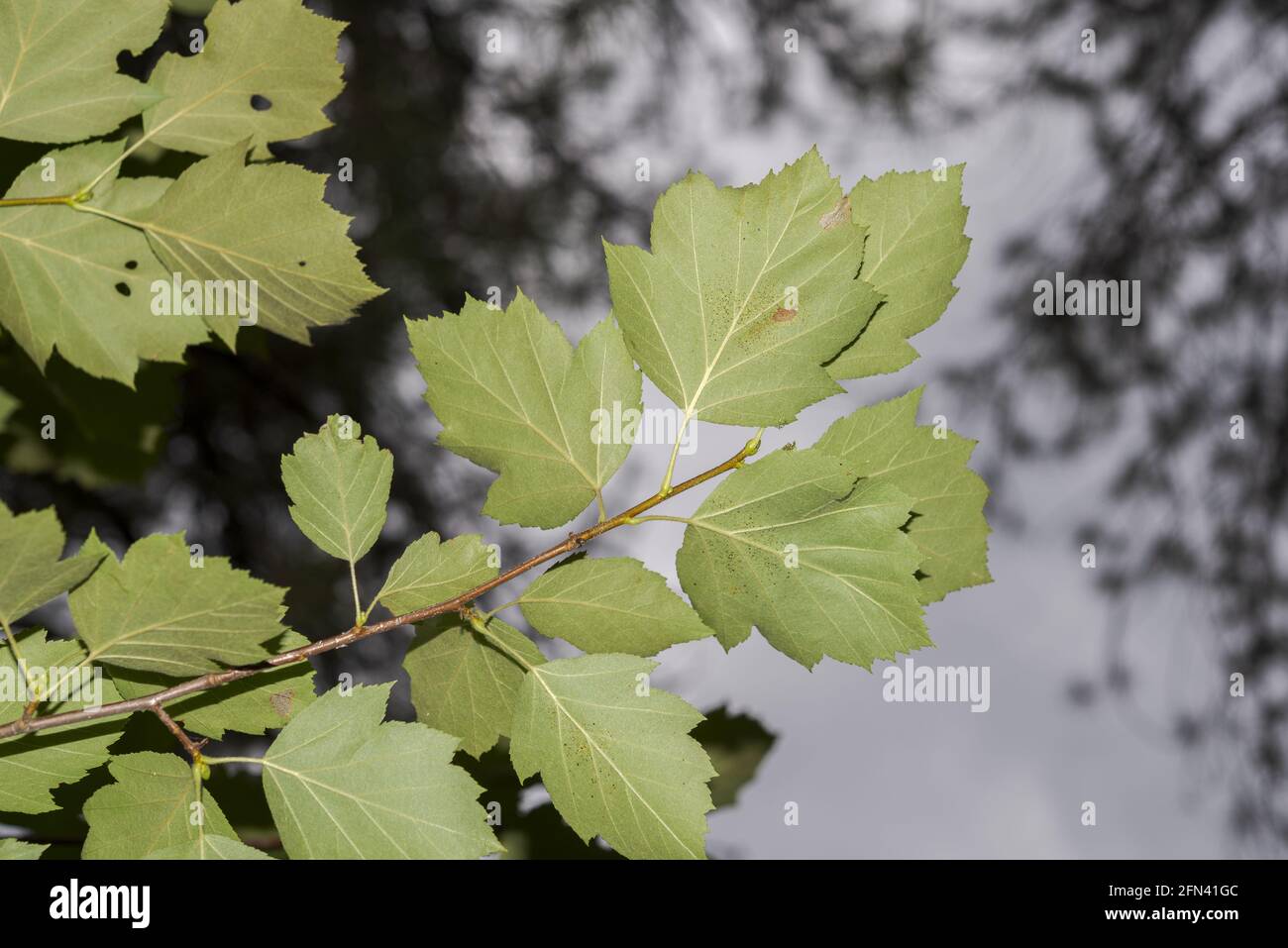 Leaves of Wild Service Tree, Sorbus torminalis. Photo taken in Beteta province of Cuenca