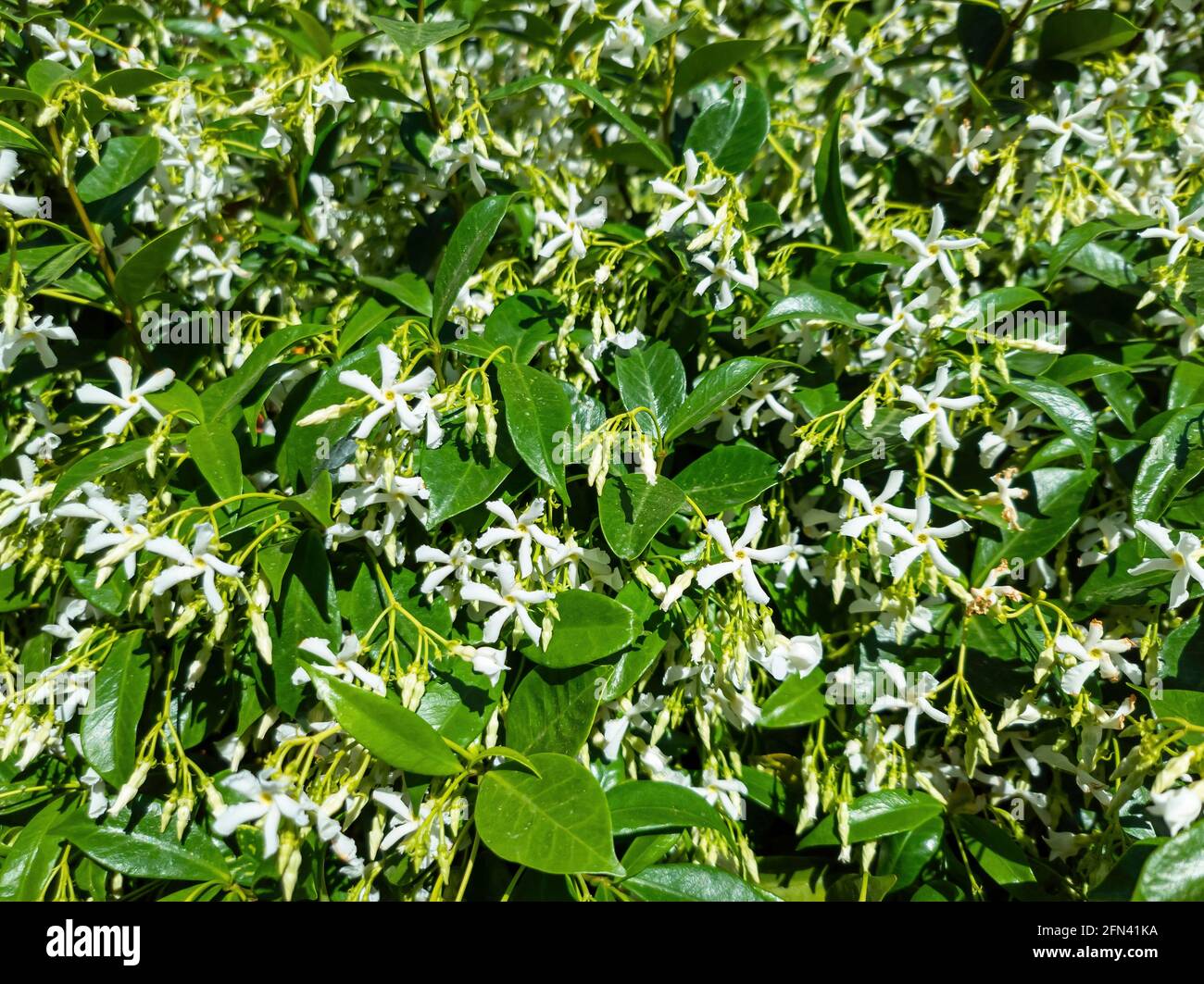 Trachelospermum jasminoides confederate, southern, star jasmine flowering  plant sunny day background. Wild fresh aromatic jasmin with white flowers  gr Stock Photo - Alamy