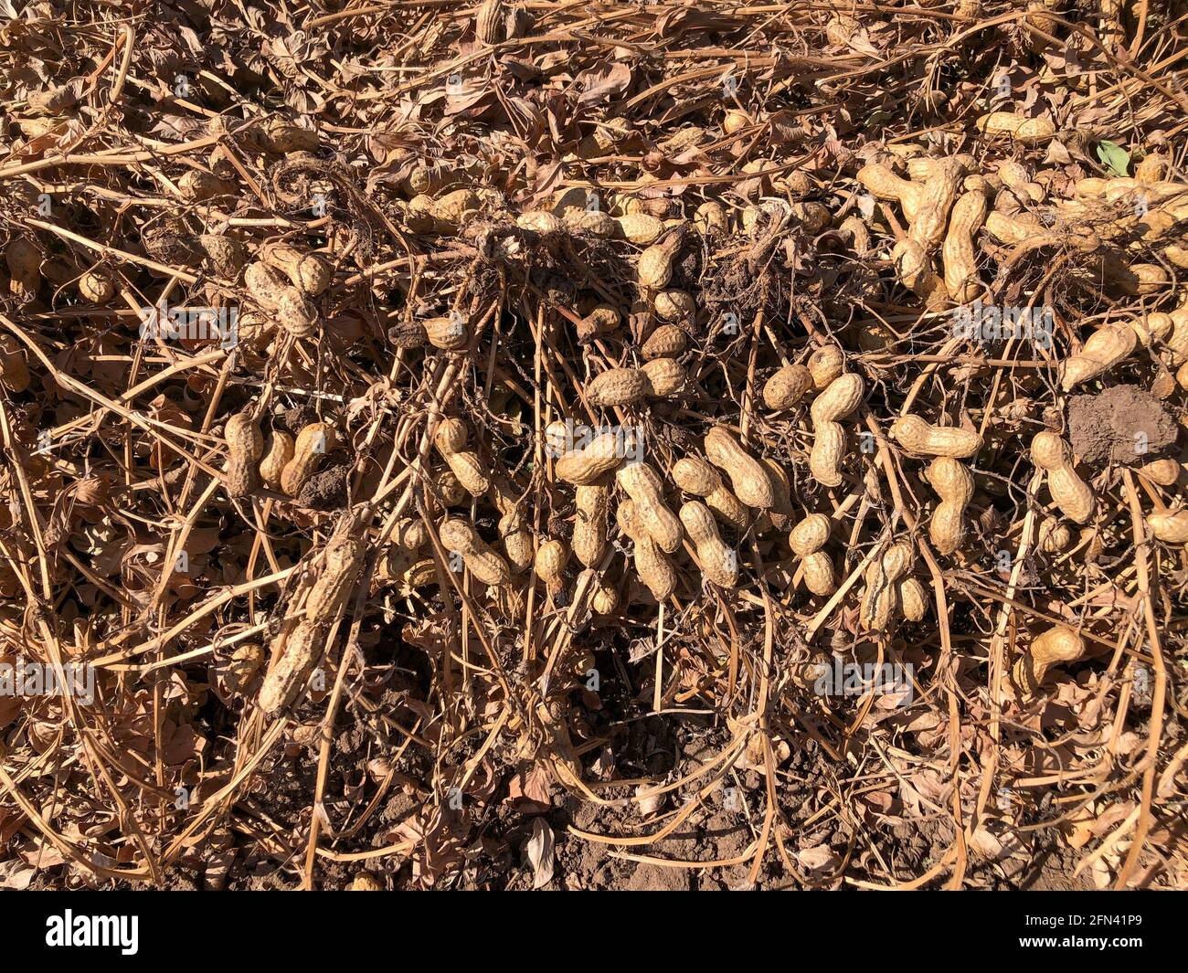 Peanut Harvest. Fresh peanuts with shells on farmland. Stock Photo