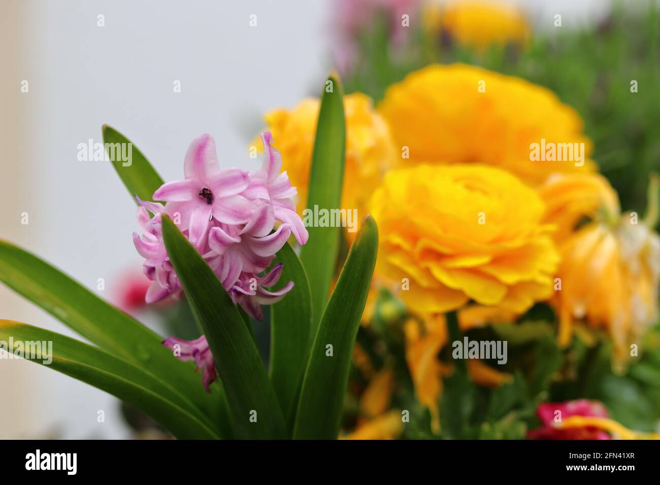 close up of blooming flowers Stock Photo