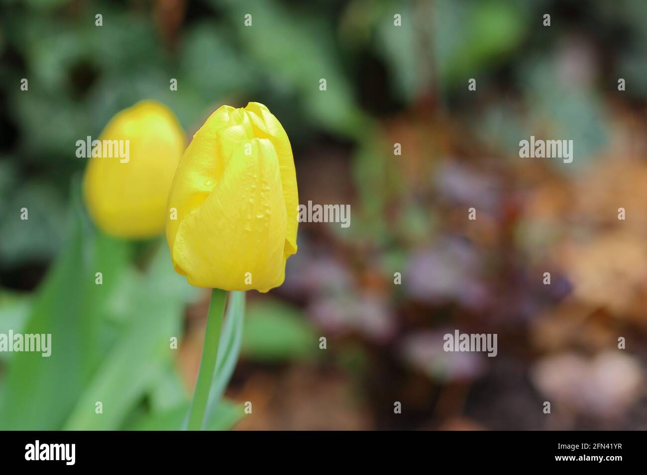 close up of a tulip flower Stock Photo